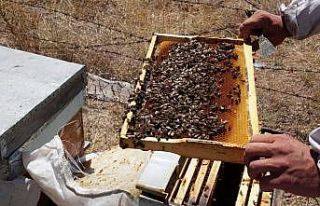 Toplu arı ölümlerinin sebebi bulundu