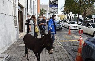 Trafiğe çıkan sıpa, sürücülere zor anlar yaşattı