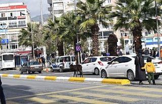 Trafiği karıştıran minik sıpa, yeni yuvasına...