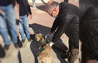 Tüfekle yaralanan köpek tedavi altına alındı