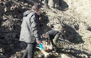 Tunceli’de 7 yaban keçisi daha ölü bulundu
