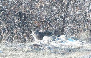 Tunceli’de kırmızı listedeki vaşak fotoğraflandı