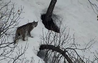 Tunceli’de vaşak, kurt ve dağ keçileri belgeselleri...