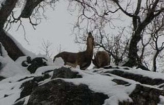 Tunceli’de yaban hayvanları için doğaya 10 ton...