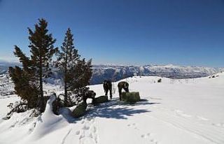 Tunceli’de yaban hayvanları için doğaya 2 ton...