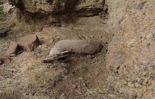 Tunceli’deki yaban keçisi ölümlerinin nedeni...