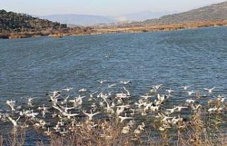 Türkiye’de 76 tescilli sulak alan bulunuyor