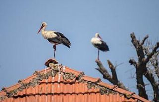Türkiye’de leylek sürüleri görülmeye başlandı,...