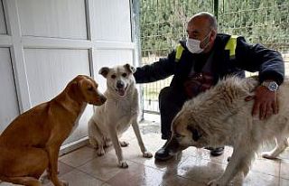 Üç köpek Doğal Yaşam Merkezi’nin misafiri oldu