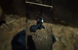 Uludere İlçe Tarım ve Orman Müdürü İnan, keçiyi...