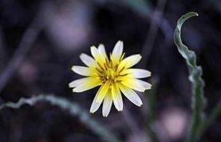 Ünal’dan sanal fotoğraf sergisi