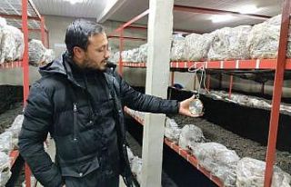 Üniversiteden mezun oldu, mantar üretimine başladı