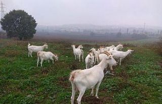 Üniversitenin organik ürünleri büyük ilgi görüyor