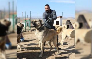 Ünü ülke sınırlarını aştı, fiyatı altınla...