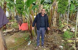 Üreticiden 5 TL’ye alınan muz pazarda 10 TL’ye...