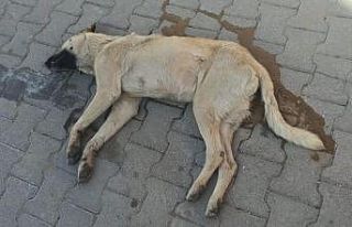 Ürgüp’te köpek katliamı