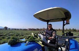 Urla’dan Dubai ve İngiltere’ye enginar gönderiyor