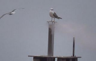 Üşümedikleri bilinen martılar bacada ısınmaya...