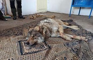 Vahşi Kurt donmak üzereyken kurtarıldı