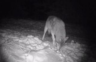 Vahşi yaşam fotokapana yansıdı