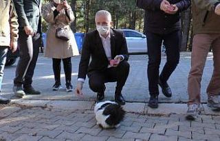Vali Gül kısıtlamada sokak hayvanlarını yalnız...