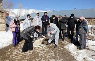 Van Büyükşehir Belediyesi insan ve hayvan sağlığı...