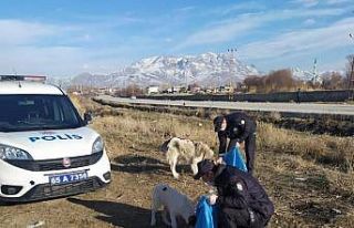 Van polisi sokak hayvanlarını kendi elleriyle besledi