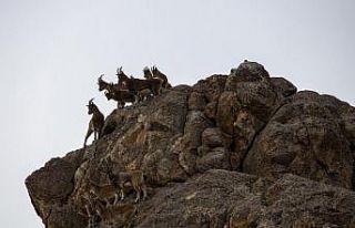 Van’da koruma altındaki dağ keçileri için yem...