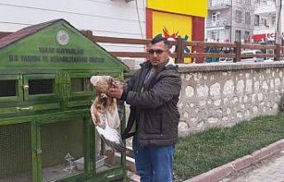 Vatandaşın bulduğu yaralı şahin koruma altına...