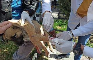 Vatandaşlar otomobilin ezdiği yavru köpek için...