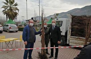 Vatandaşlara 3 bin adet hurma fidanı dağıtıldı