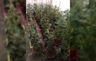 Villayı Hint keneviri bahçesine çevirmişler