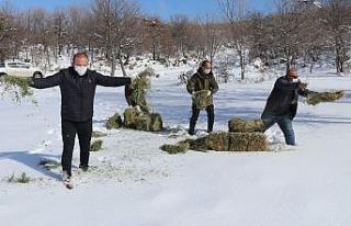 Yaban hayvanları için Hasandağı’na yem bırakıldı
