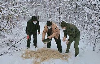 Yaban hayvanları için ormanlık alana yem bırakıldı