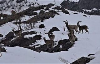 Yaban keçileri için karlı dağlara çıkan ekipler...