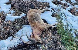 Yaban keçisi avı 38 bin liraya patladı