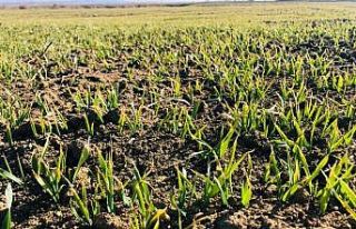 Yağış gören buğday, ‘kardeşlenme’ aşamasında