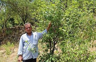 Yakınlarının kayıp ihbarı yaptığı adam, zeytin...