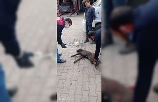 Yaralanan köpeğin yardımına sanayi esnafı koştu