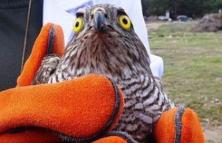 Yaralı atmacalar tedavisinin ardından doğaya salındı