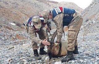 Yaralı dağ keçisinin yardımına jandarma koştu