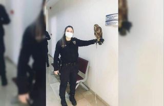 Yaralı doğan yavrusu güvenli ellerde