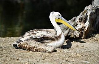 Yaralı flamingo ve iki pelikan tedavi altında