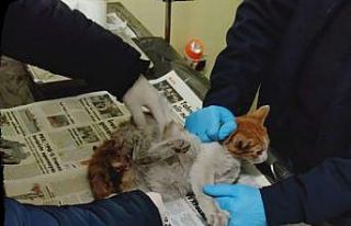 Yaralı halde bulunan kedi tedavi altına alındı
