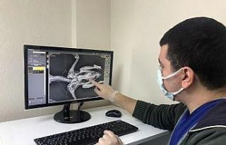 Yaralı kargaya cerrahi operasyon