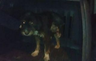 Yaralı köpek tedavi için İstanbul’a götürüldü