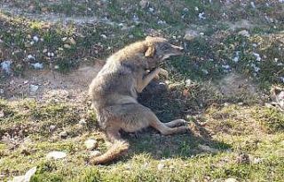 Yaralı kurt tedavi altına alındı