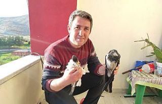 Yaralı kuşları tedavi edip doğaya bırakıyor