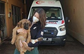 Yaralı yavru köpeğe ilk müdahale sağlık personelinden