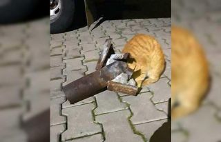 Yaramaz kediyi itfaiye kurtardı